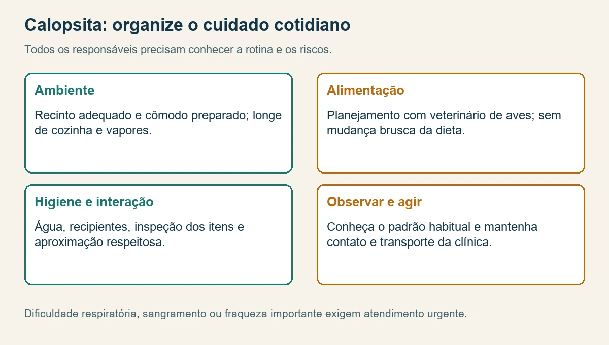Rotina de cuidado da calopsita: ambiente seguro, alimentação acompanhada, higiene, observação e atendimento